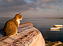 Кошки и морские путешествия